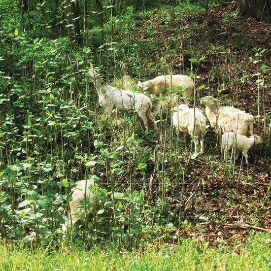 Goat- and sheep-powered brush removal make use of the natural characteristics of hilly, neglected land.